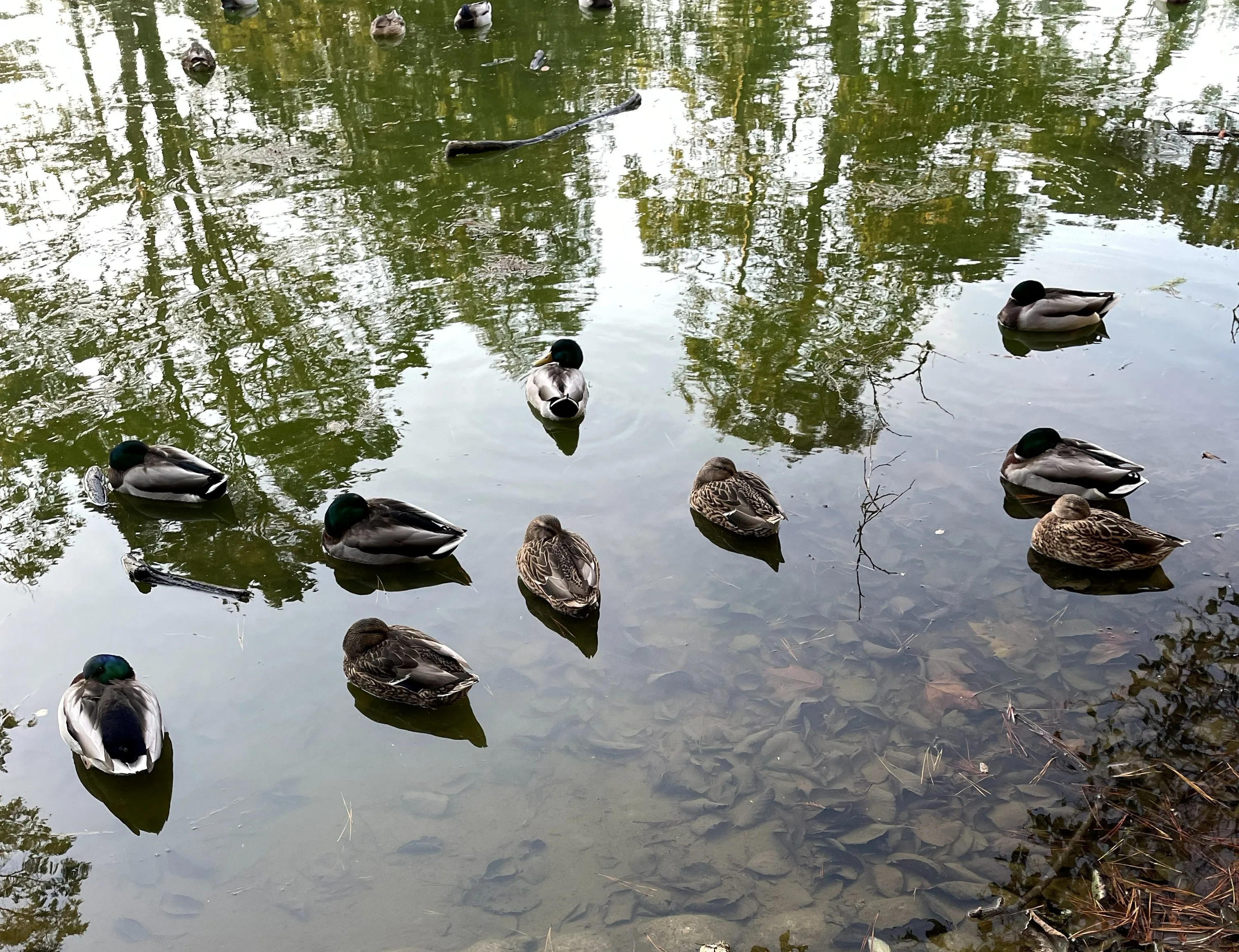 The Ducks